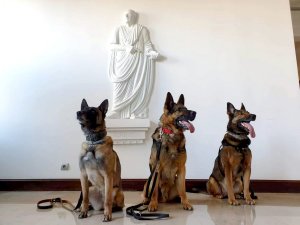 3 psy policyjne. W tle rzeźba przedstawiająca mężczyznę