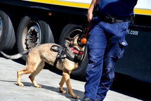Policyjny pies służbowy wraz z przewodnikiem. Pies gryzie piłkę.