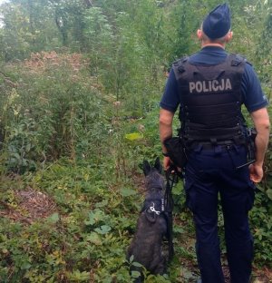 Policjant z psem służbowym stoi w lasku przed plantacją konopi.