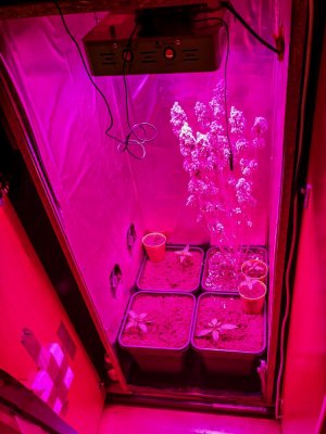 Rośliny w szafie podświetlonej fioletowym światłem.