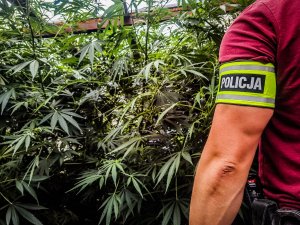 plantacja marihuany a obok policjant kryminalny z założoną opaską z napisem &quot;POLICJA&quot;