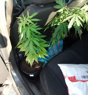 rośliny w doniczkach za siedzeniem kierowcy w samochodzie